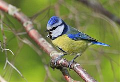 Eurasian Blue Tit